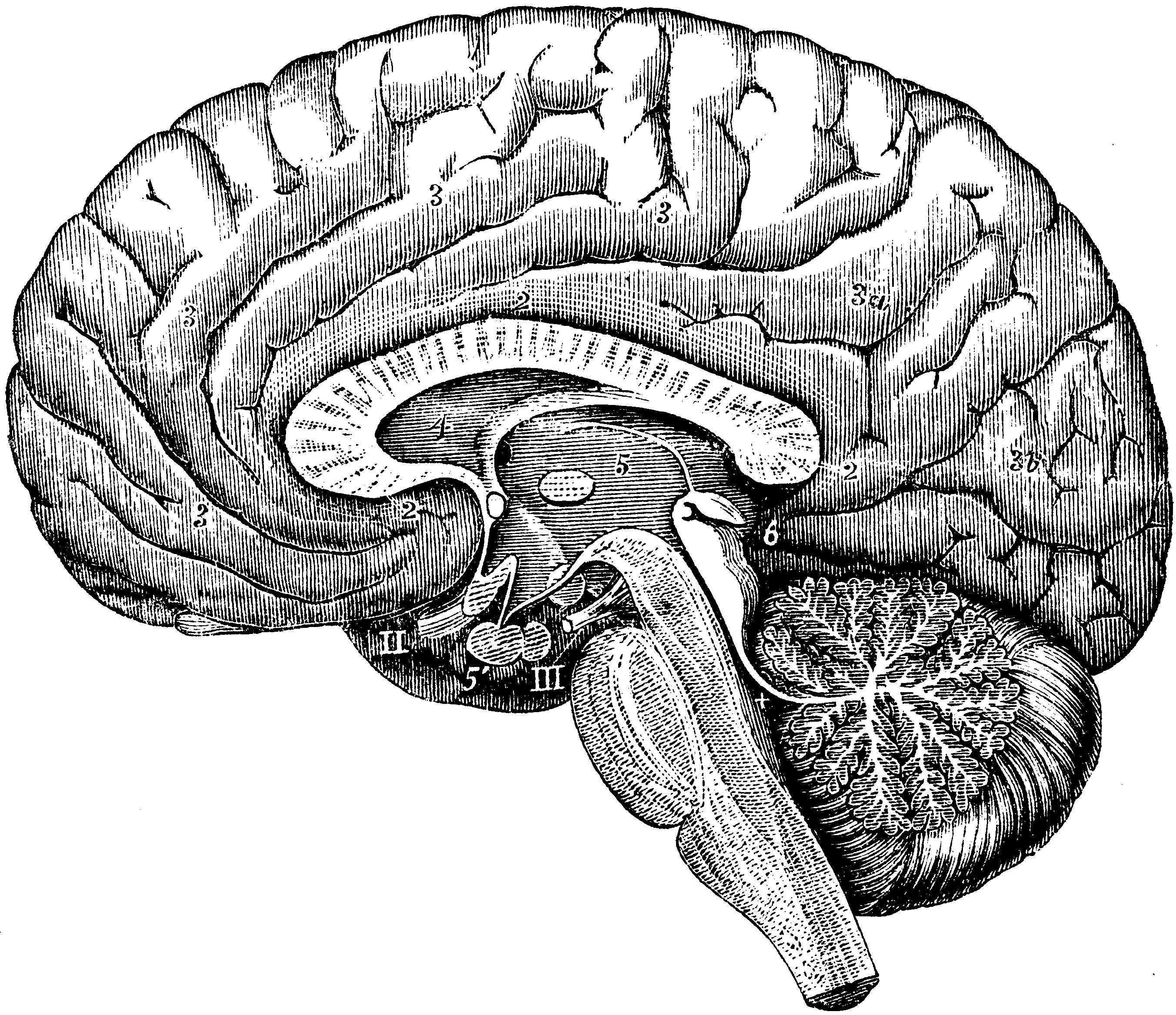 Brain